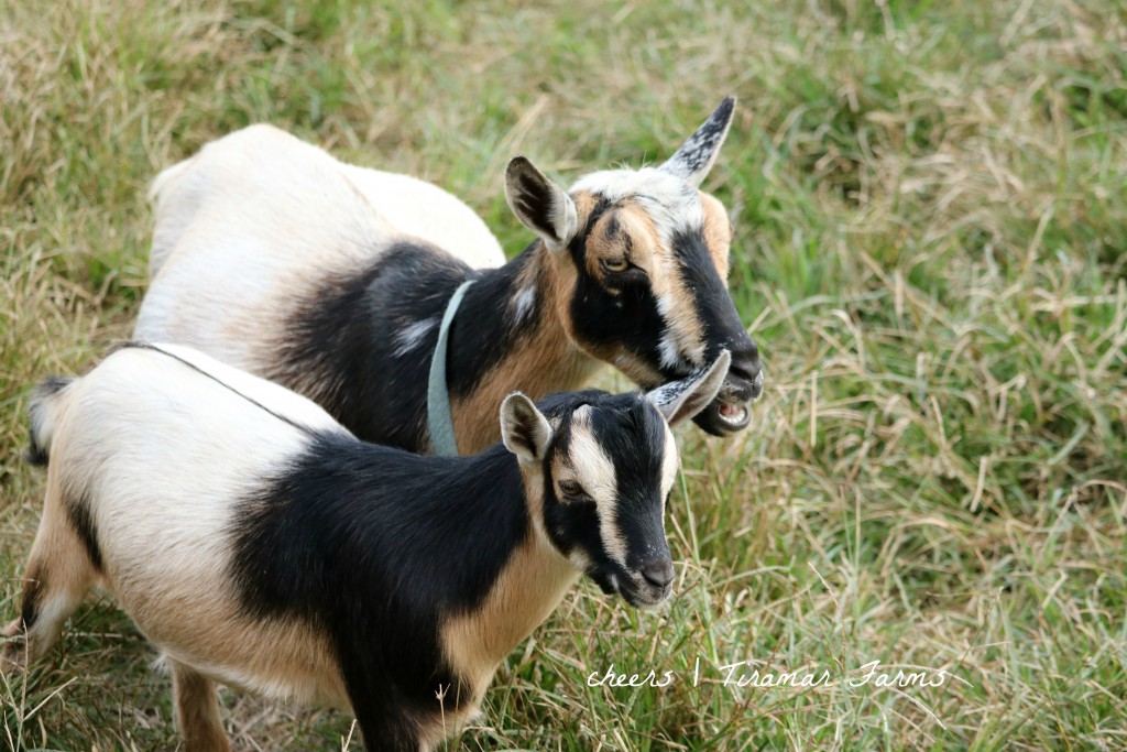 Mother and son exhibiting an almost identical appearance (buckskin patter).